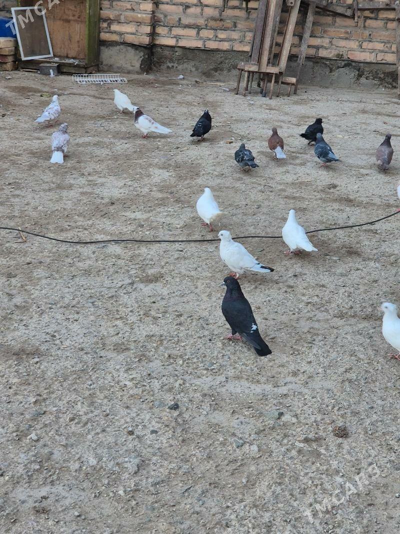 kepderi - Губадаг - img 5