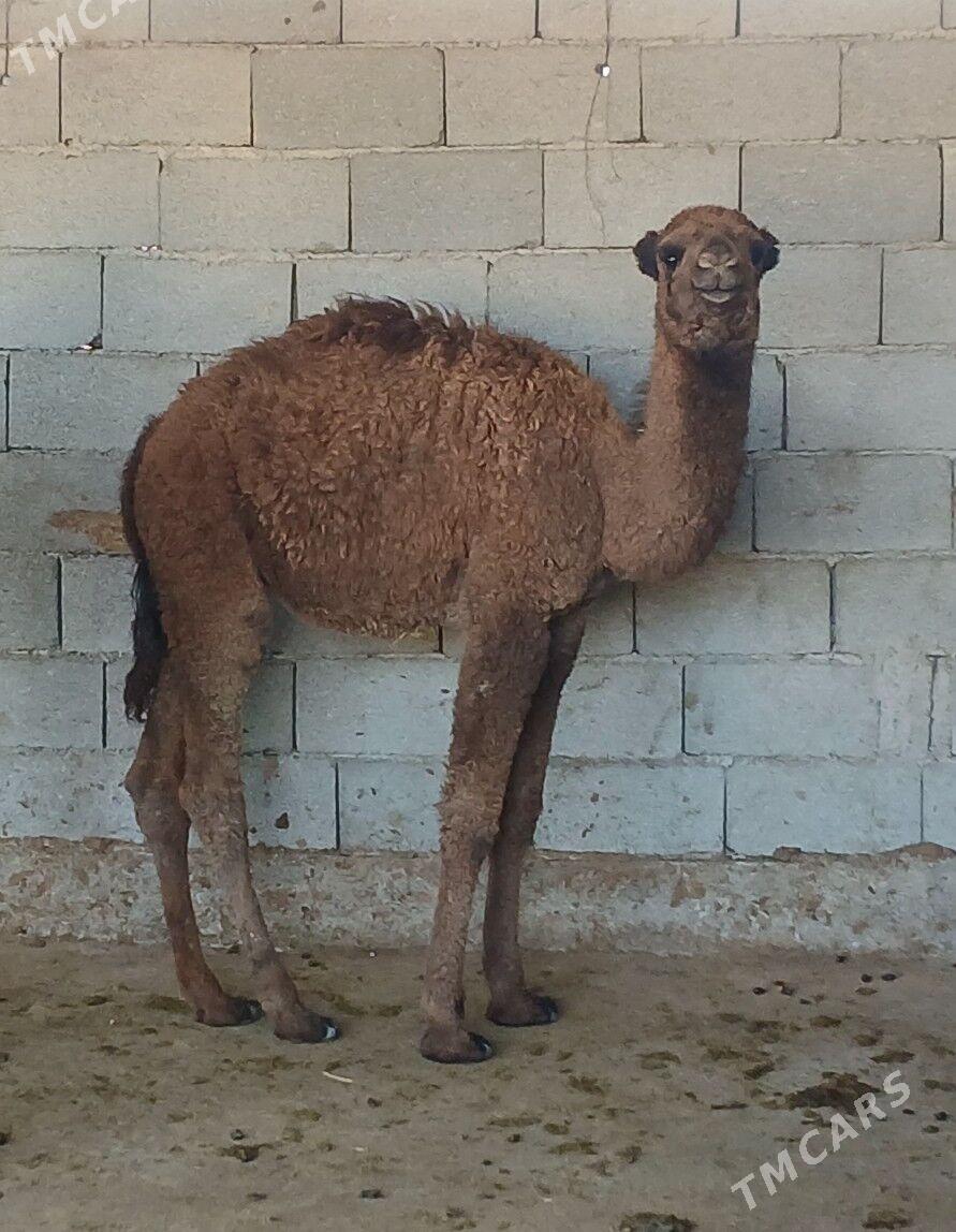 kosek torum - Херрикгала - img 3