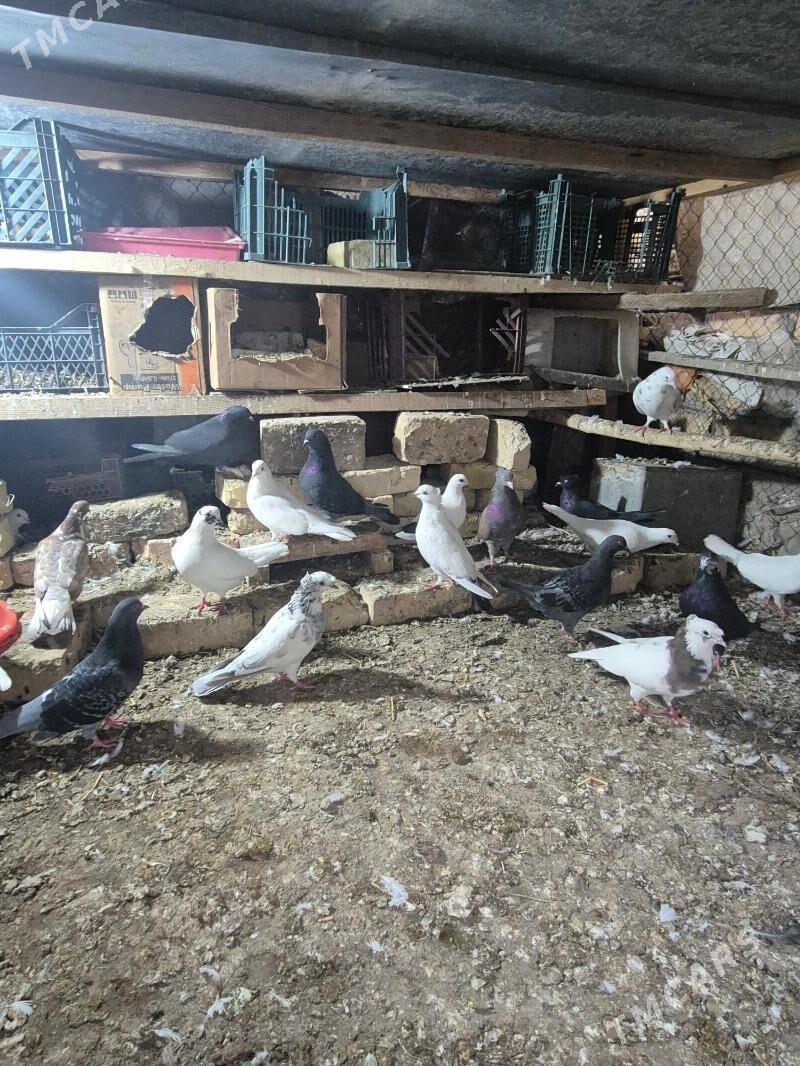 kepderi - Губадаг - img 3