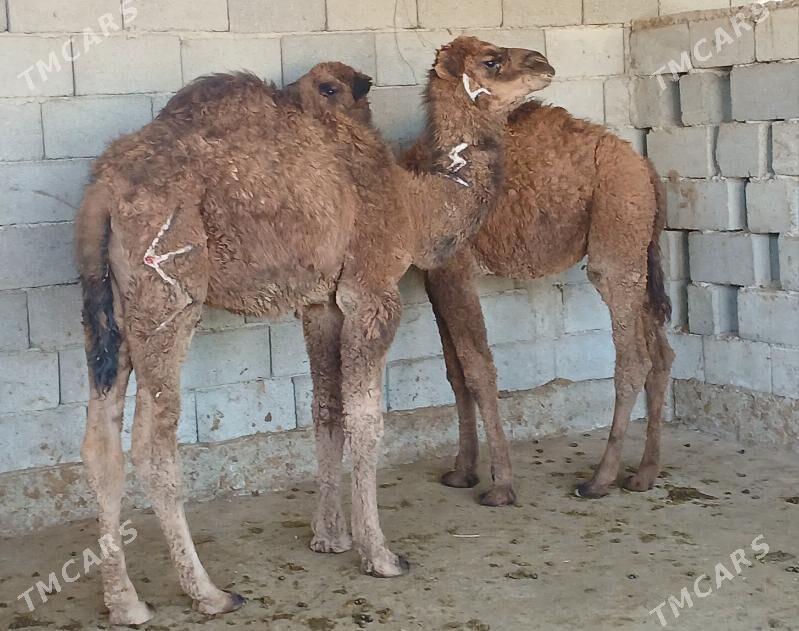 kosek torum - Херрикгала - img 2