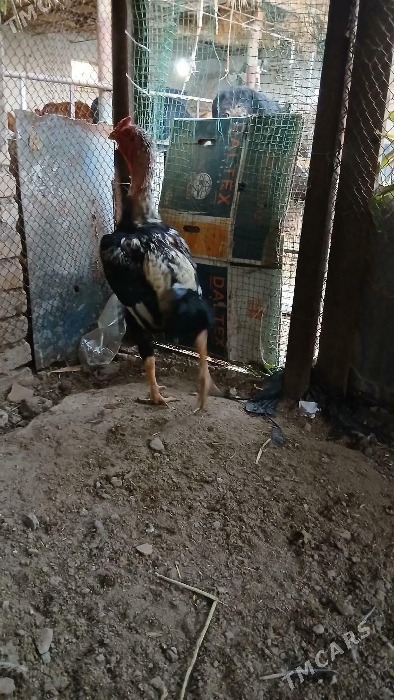 хораз - Çärjew - img 2