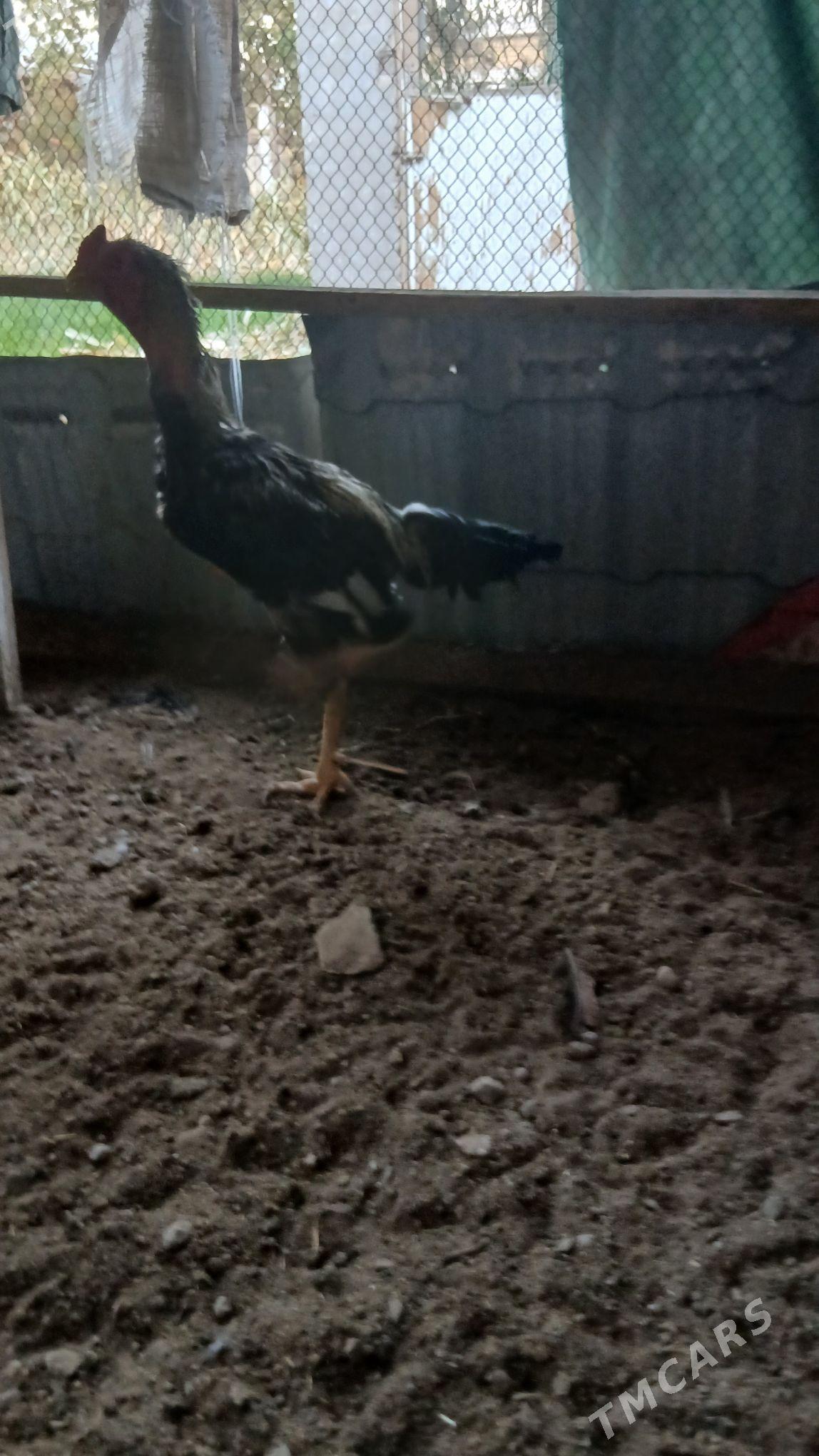 хораз - Çärjew - img 3