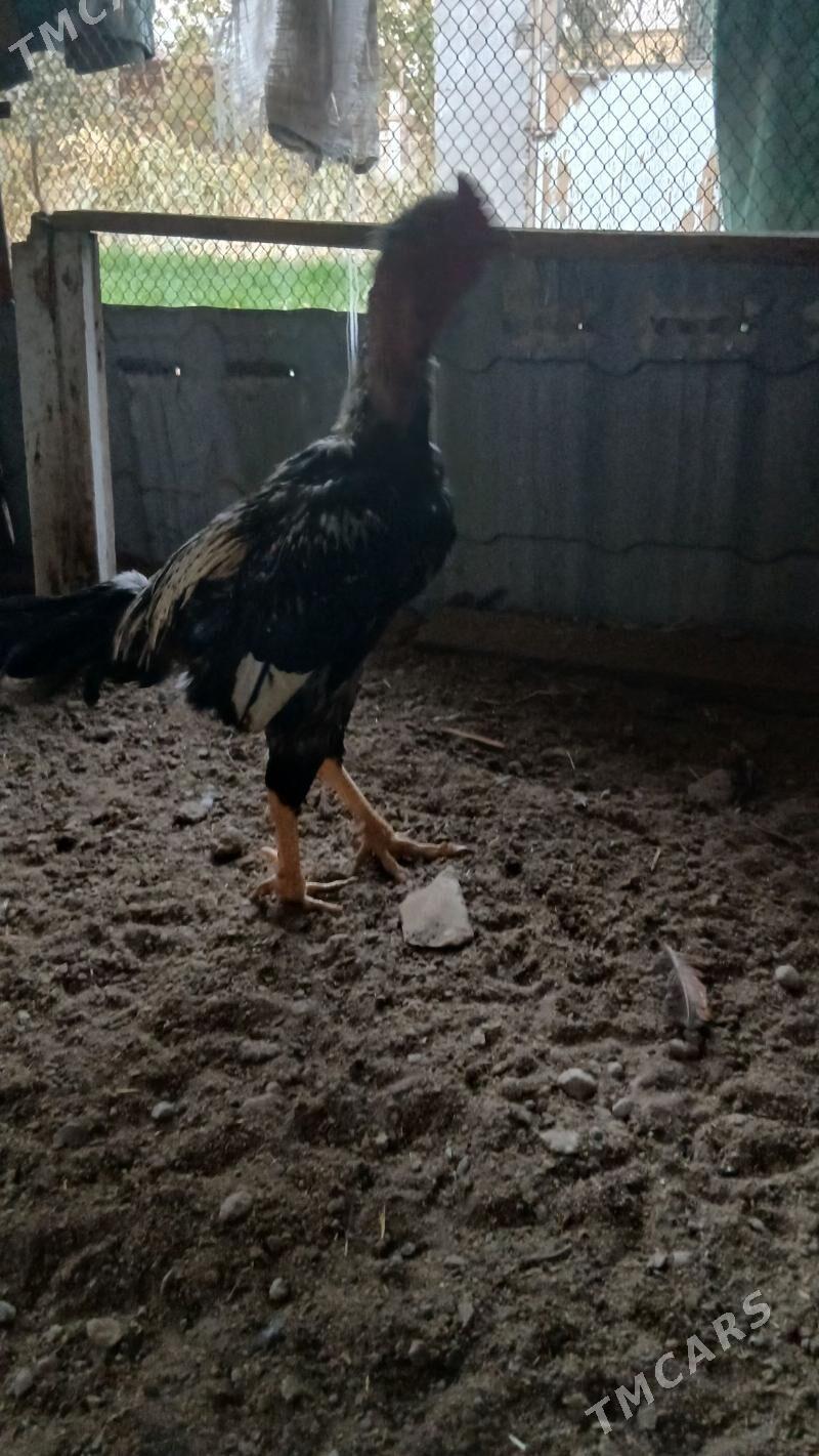 хораз - Çärjew - img 6