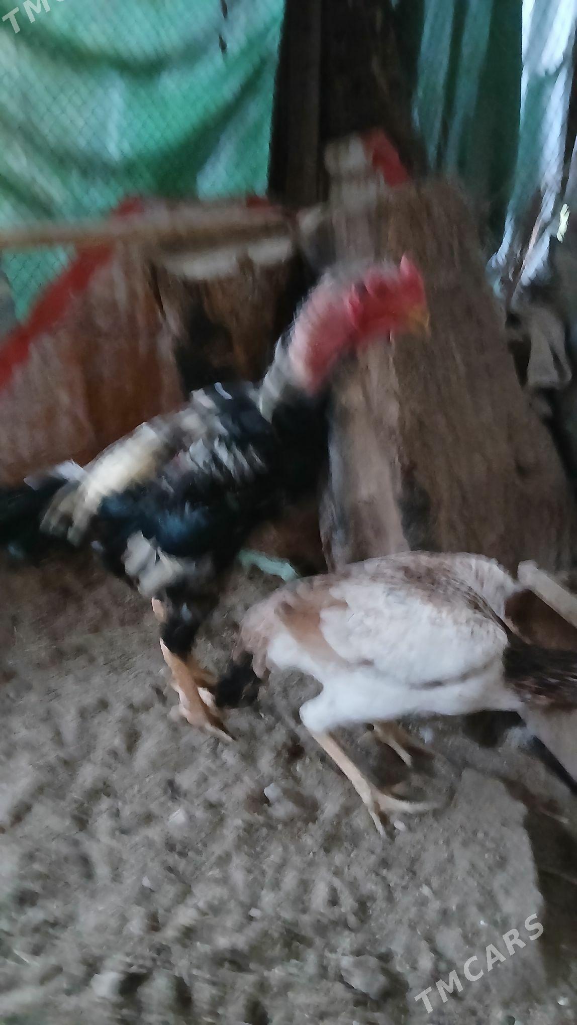 хораз - Çärjew - img 4