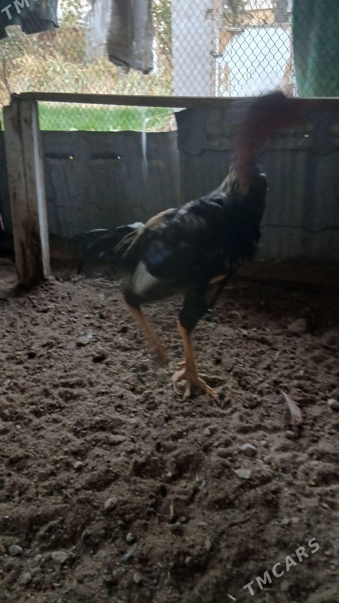 хораз - Çärjew - img 5