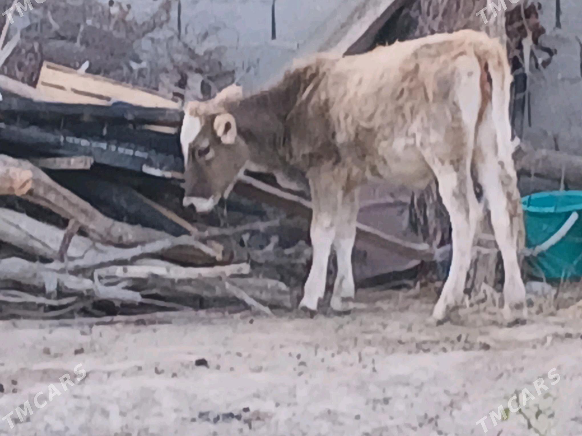 tuwe - Бахарден - img 4