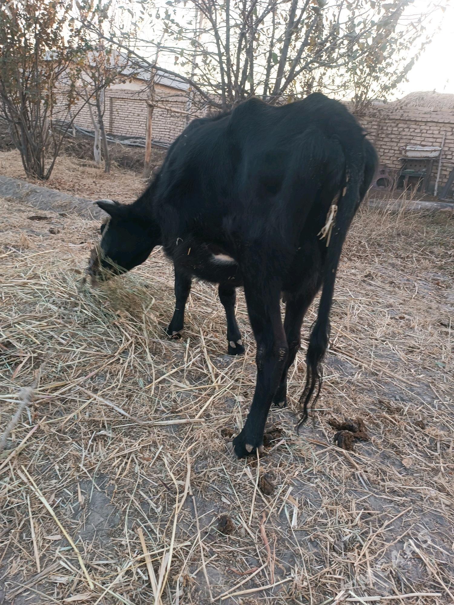 gibrid - Губадаг - img 2