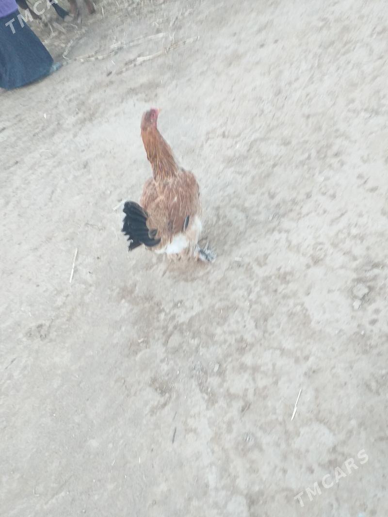 Barama tovuk - Акдепе - img 4