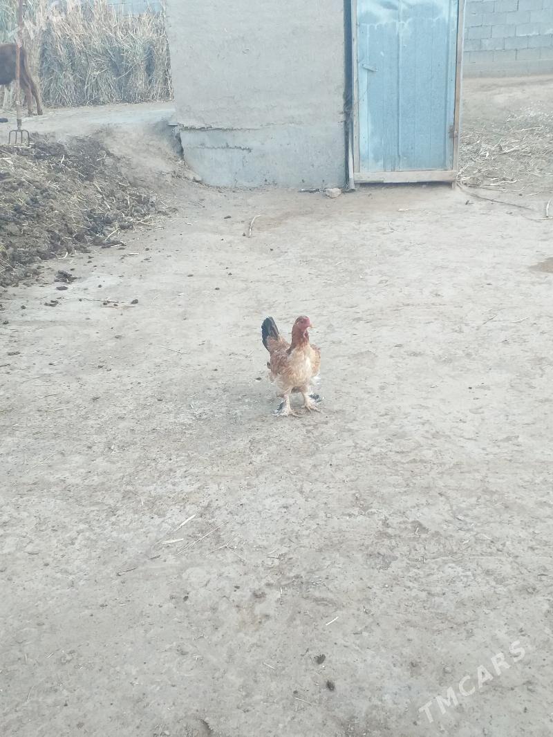 Barama tovuk - Акдепе - img 3