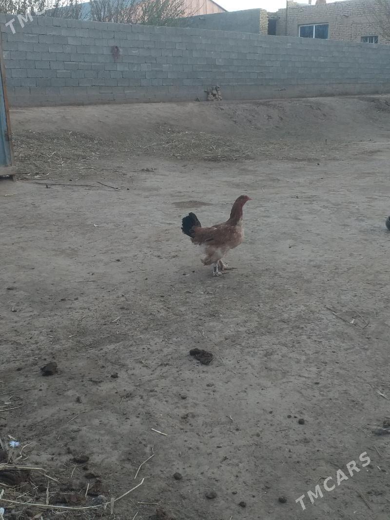 Barama tovuk - Акдепе - img 5