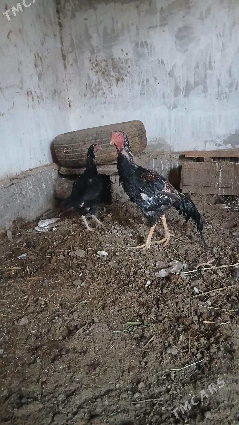 хораз и маки - Çärjew - img 2