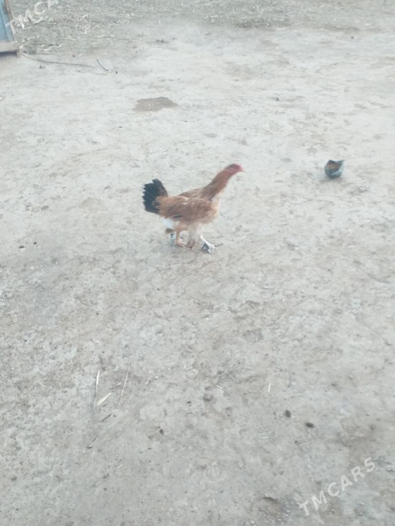 Barama tovuk - Акдепе - img 2