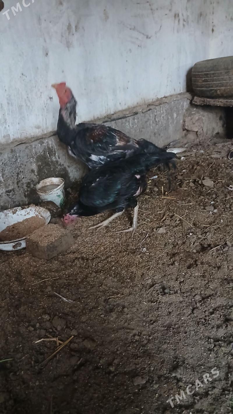 хораз и маки - Çärjew - img 3