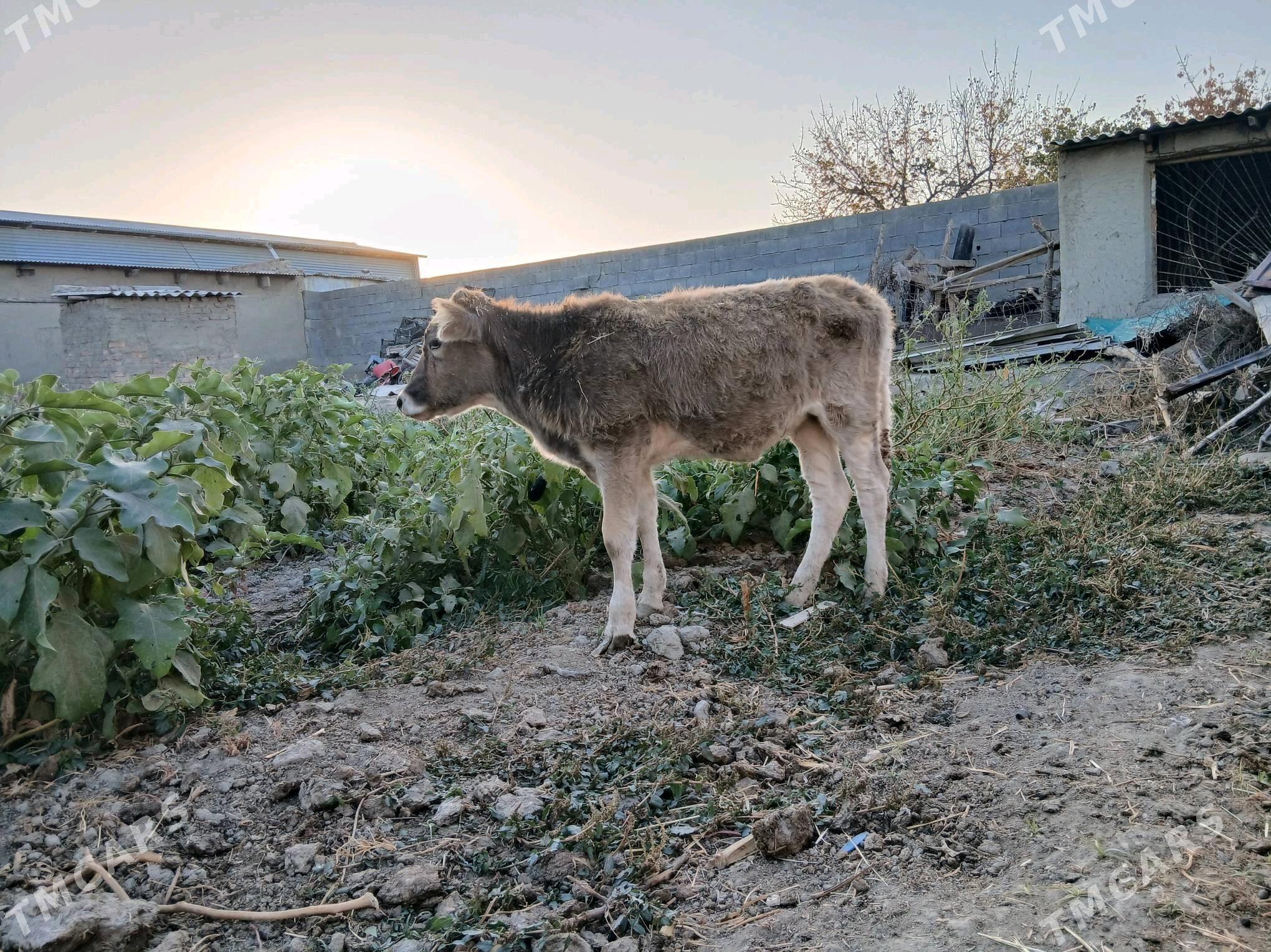 tuwe - Бахарден - img 3