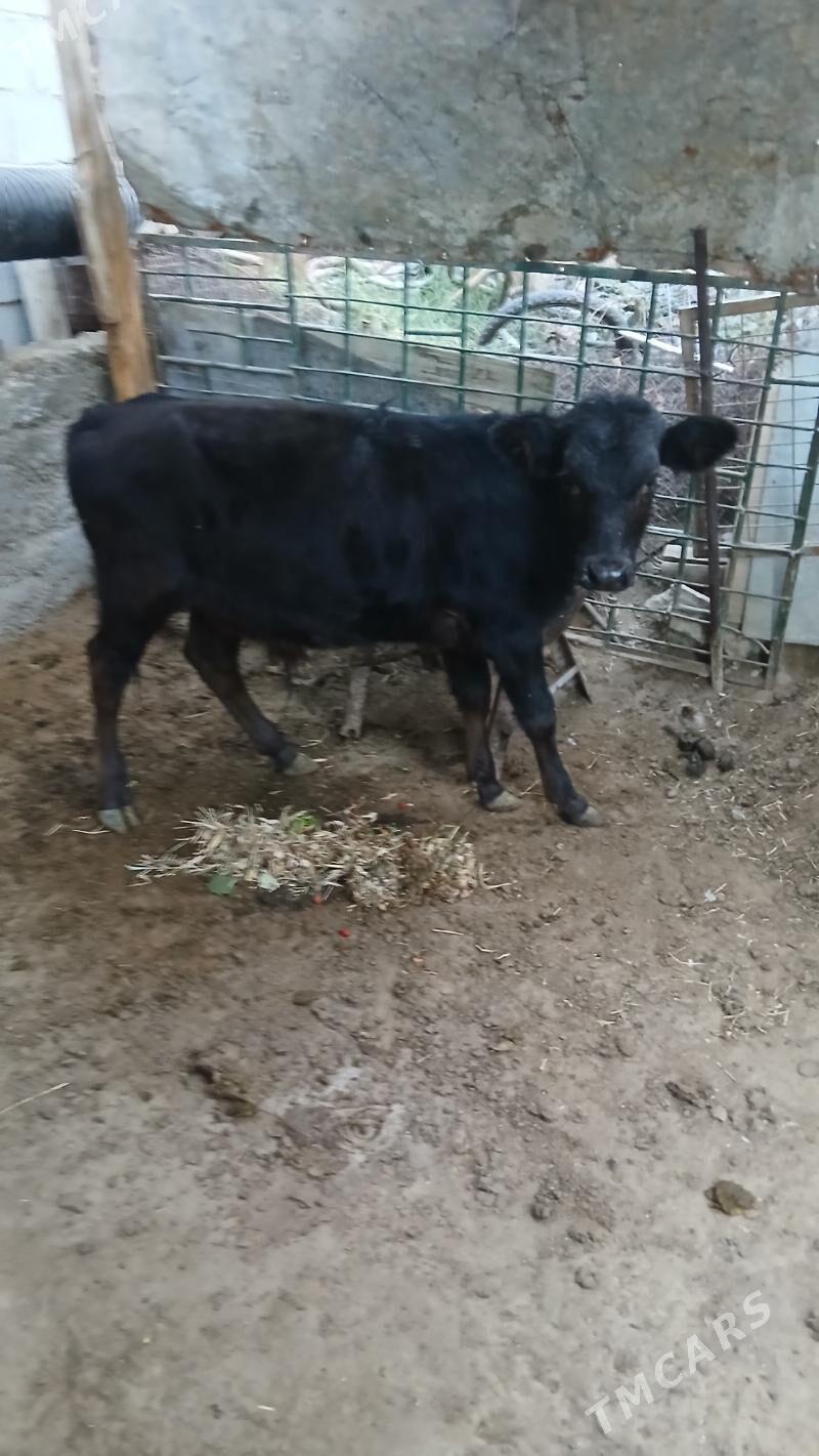 Okuzce Gole - Чоганлы - img 3