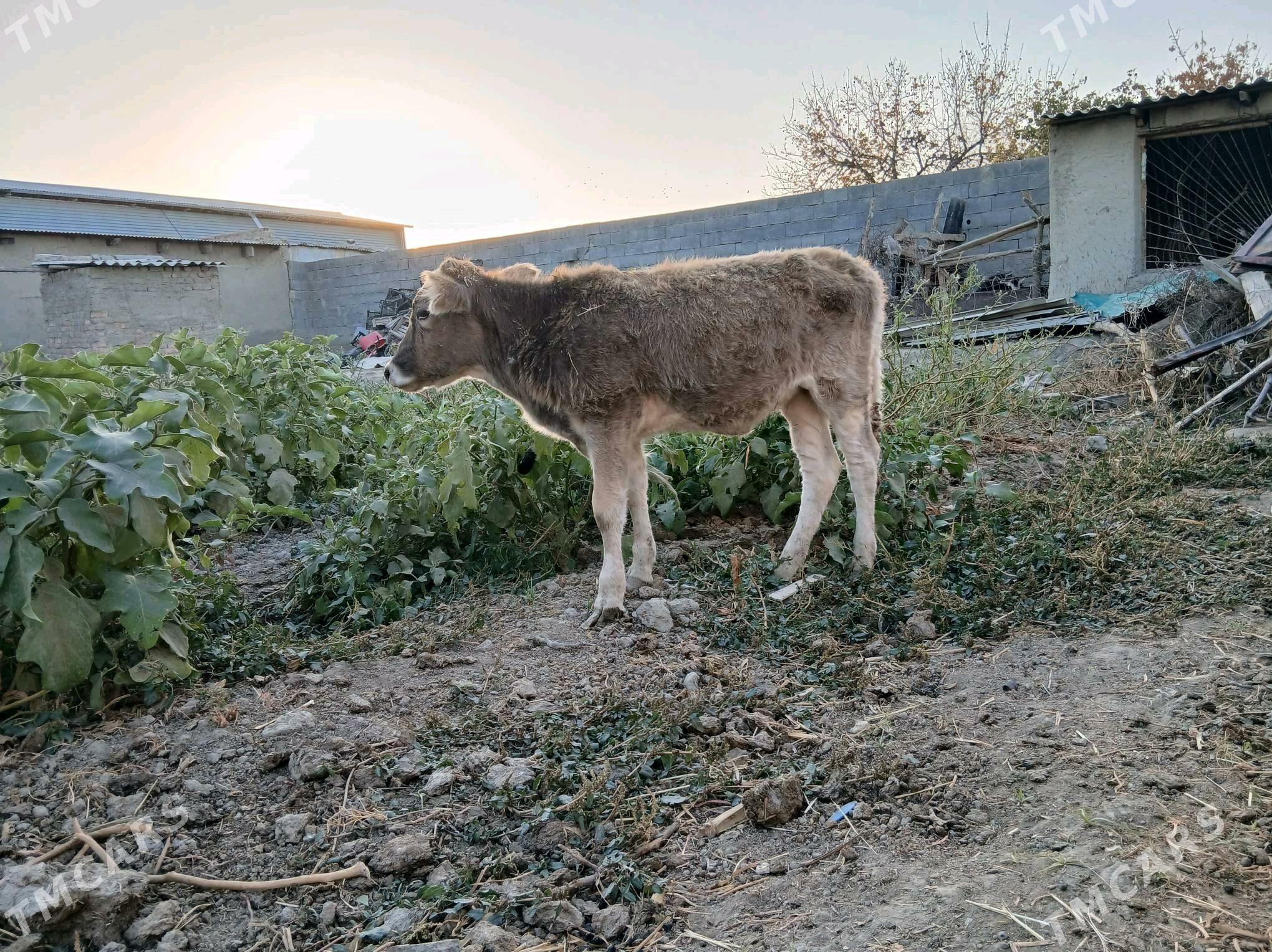 tuwe - Бахарден - img 2
