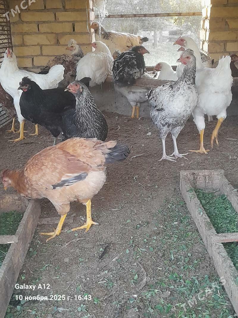 гигант товык хораз - Çärjew - img 3