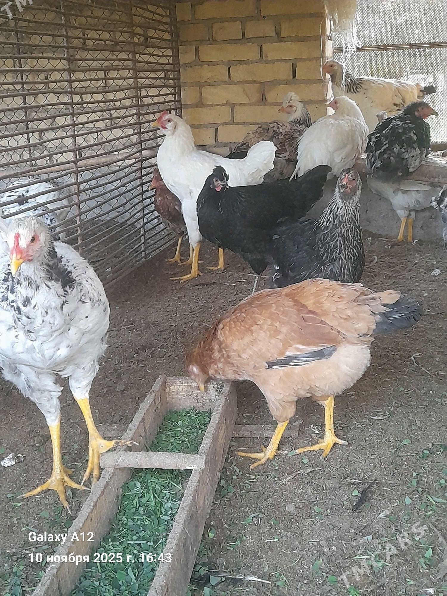 гигант товык хораз - Çärjew - img 2