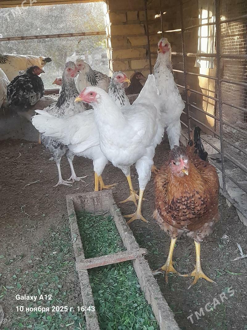 гигант товык хораз - Çärjew - img 1