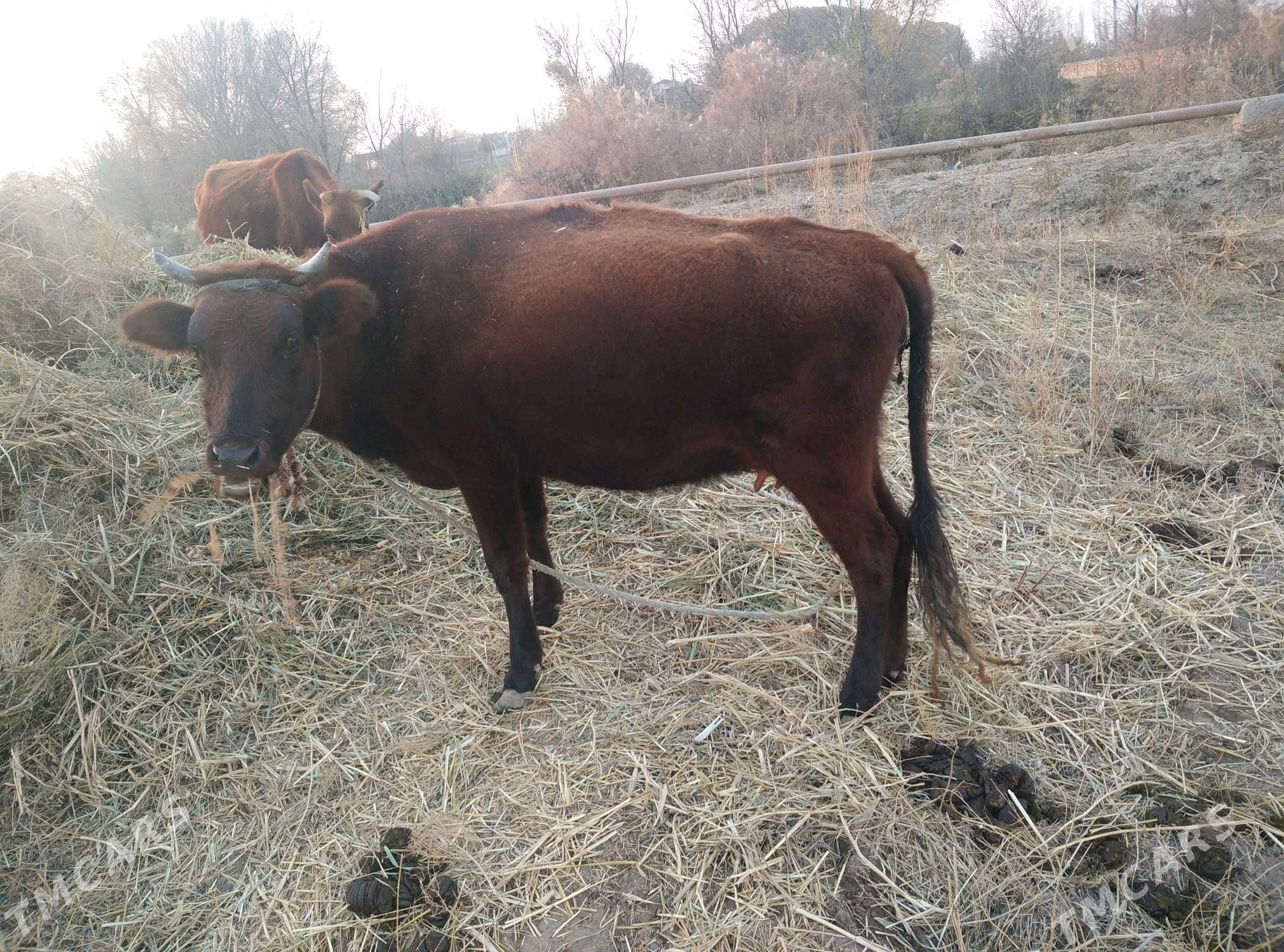 sygyr - Губадаг - img 4