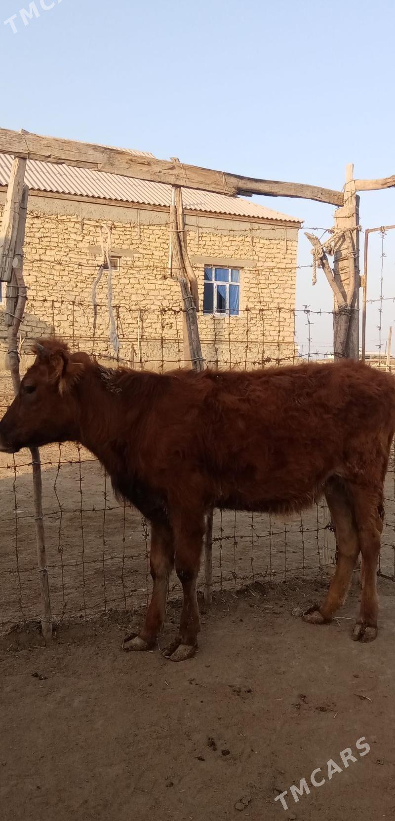 Gacar - Etrek - img 1