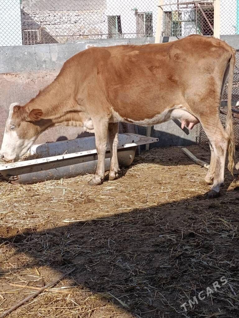 simental  tohum goleli sygyr - Gökdepe - img 5