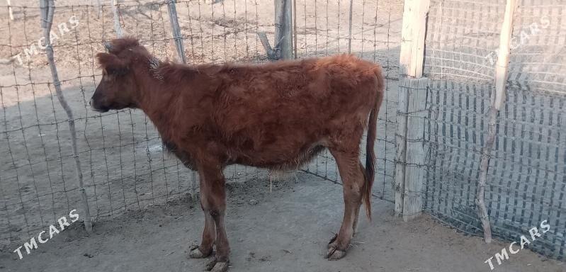 Gacar - Etrek - img 4