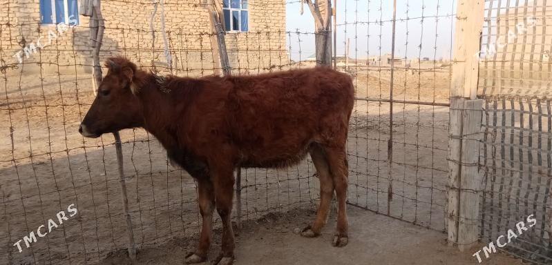 Gacar - Etrek - img 2