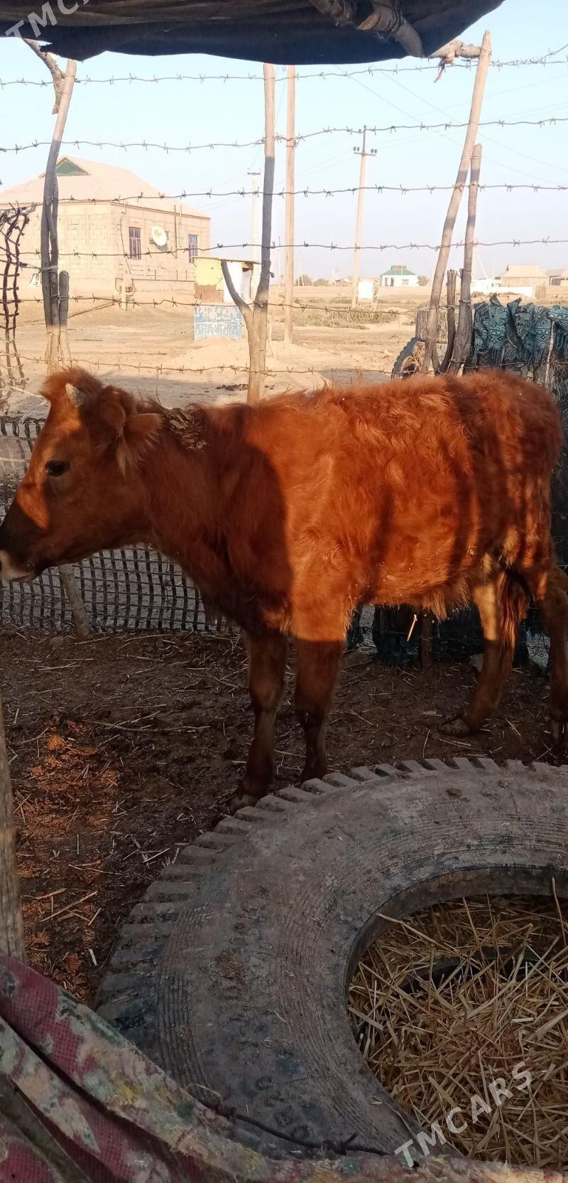 Gacar - Etrek - img 3