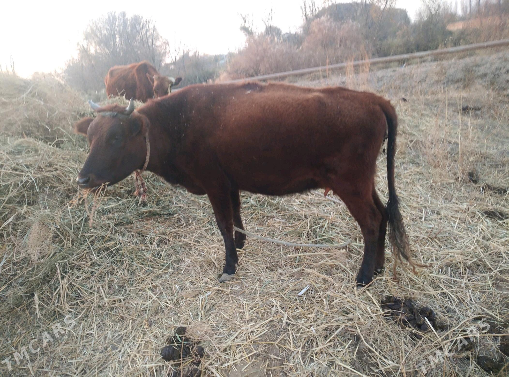 sygyr - Губадаг - img 3