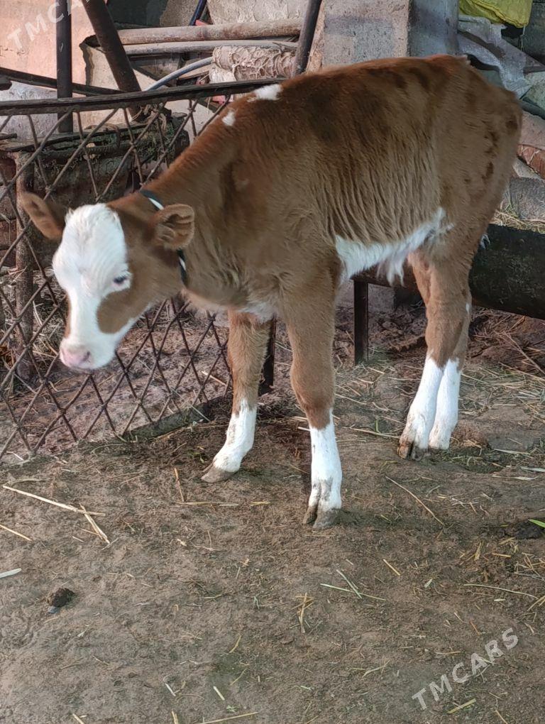 simental  tohum goleli sygyr - Gökdepe - img 7