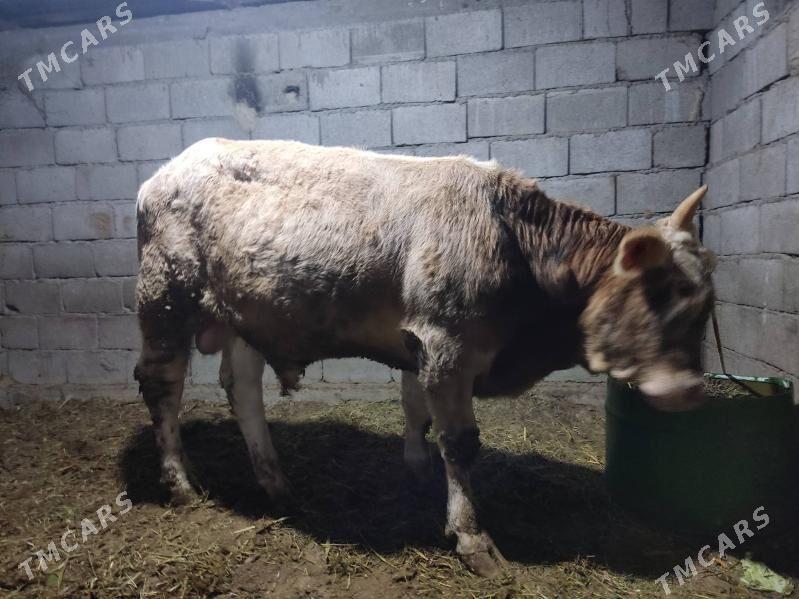 2 okuz 2 tuwe - Гёкдепе - img 6