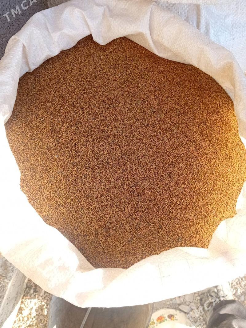 yorunja tohum - Bäherden - img 2