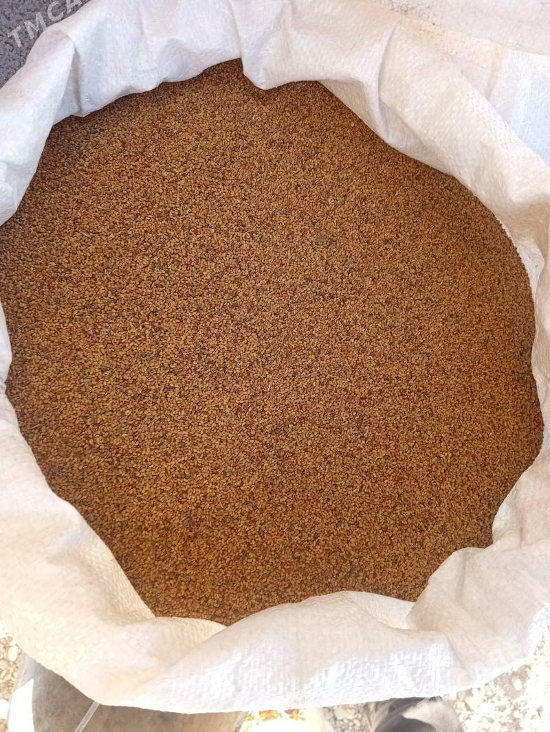 yorunja tohum - Bäherden - img 1