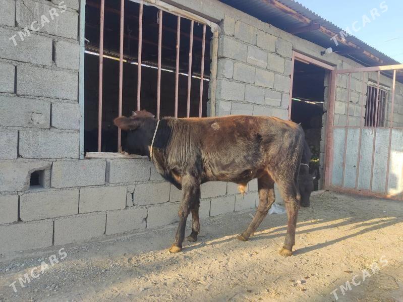 2 okuz 2 tuwe - Гёкдепе - img 2