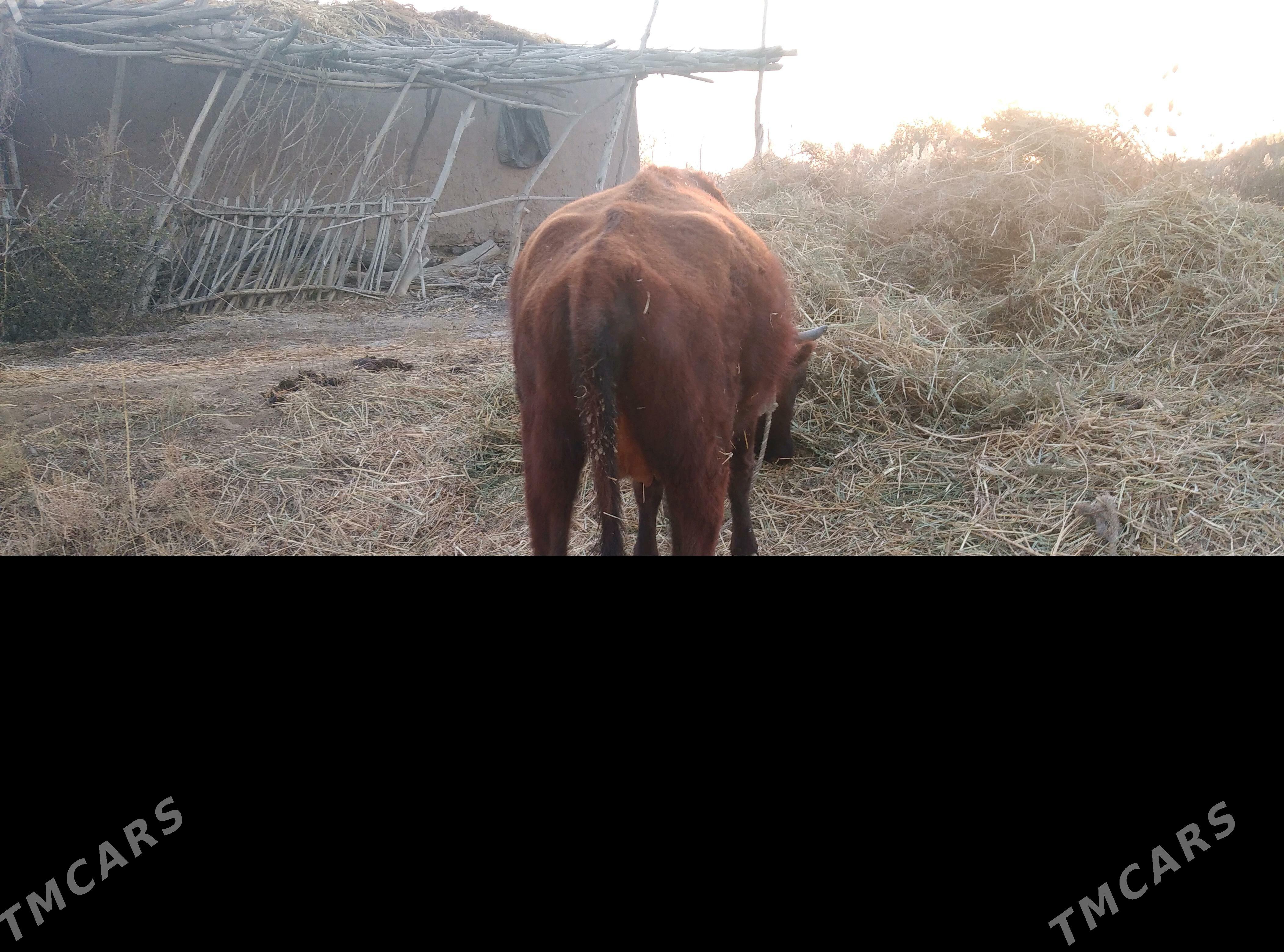 sygyr - Губадаг - img 2