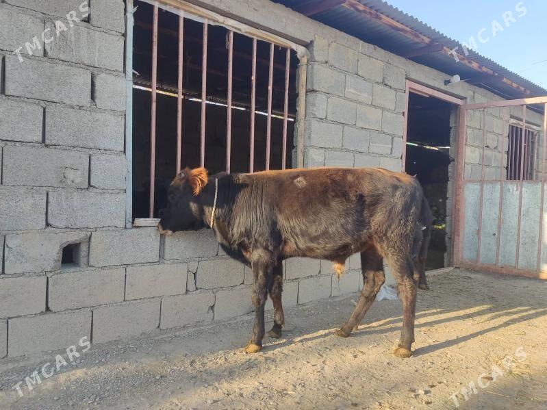 2 okuz 2 tuwe - Гёкдепе - img 3