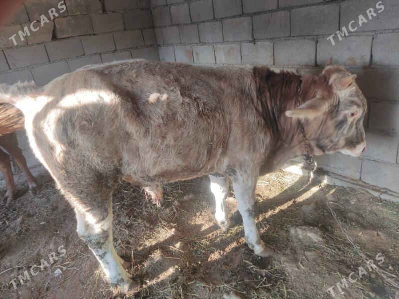 2 okuz 2 tuwe - Гёкдепе - img 9