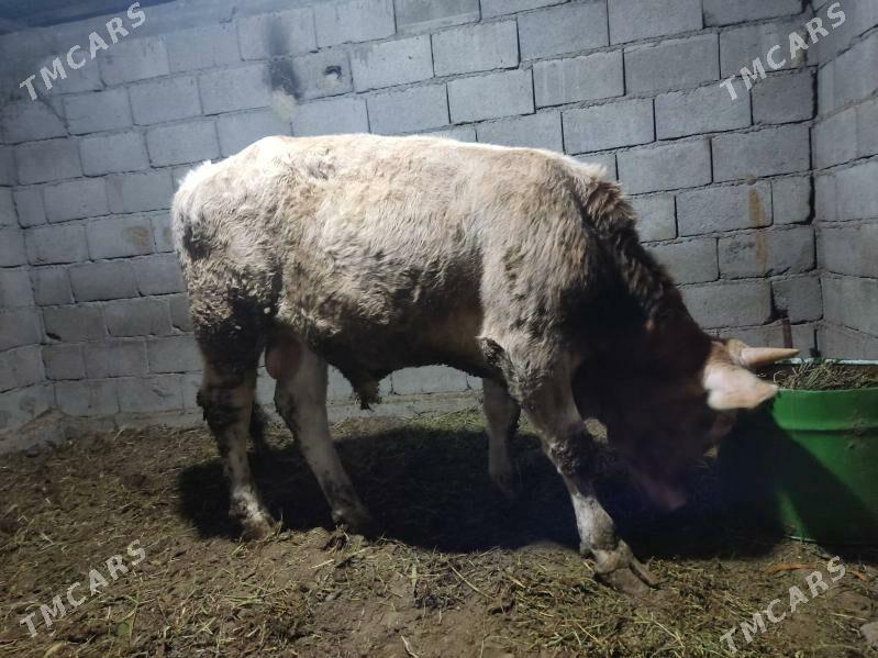 2 okuz 2 tuwe - Гёкдепе - img 4