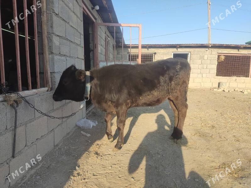 2 okuz 2 tuwe - Гёкдепе - img 10