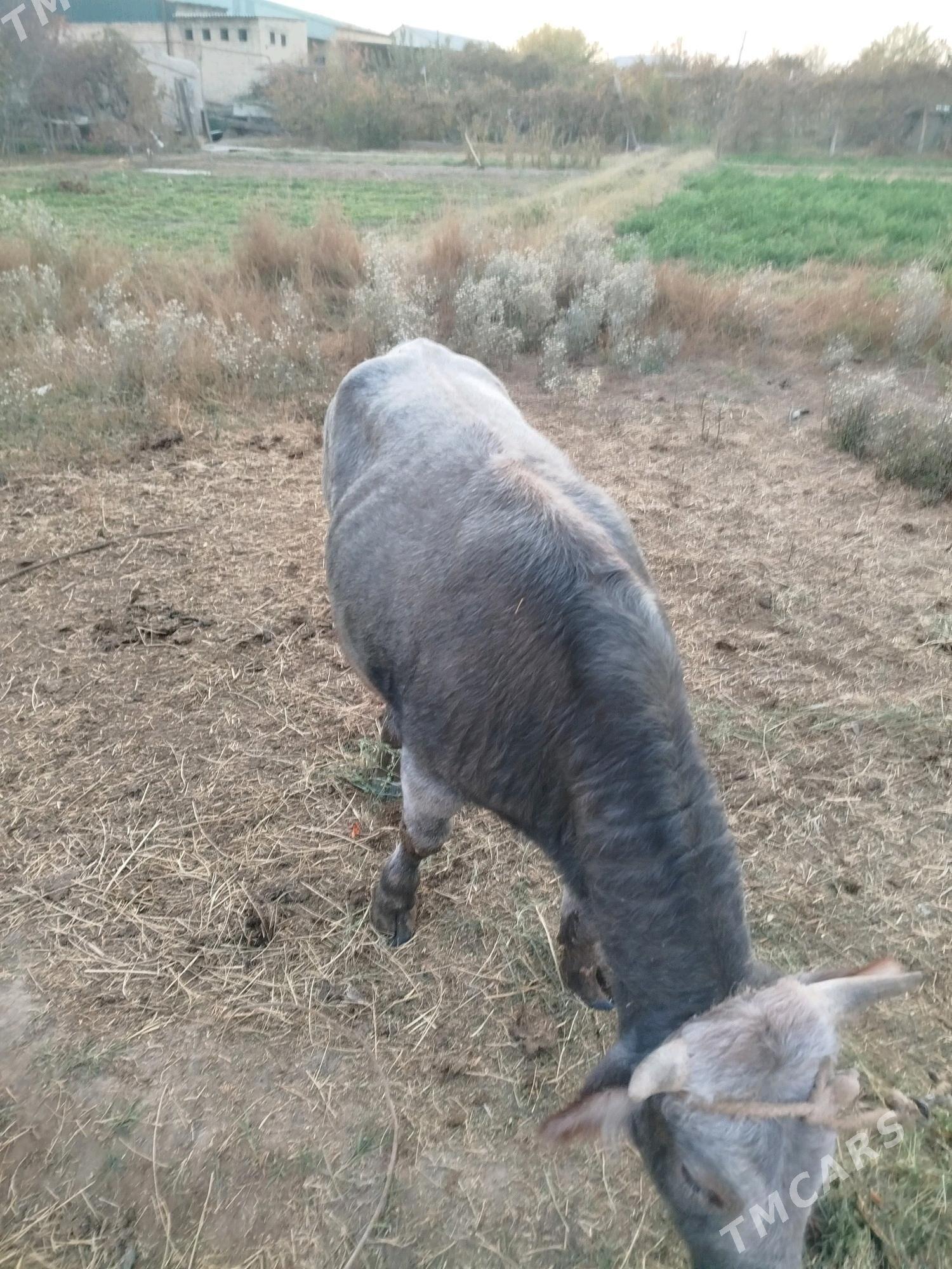 bomba okuz - Фарап - img 4