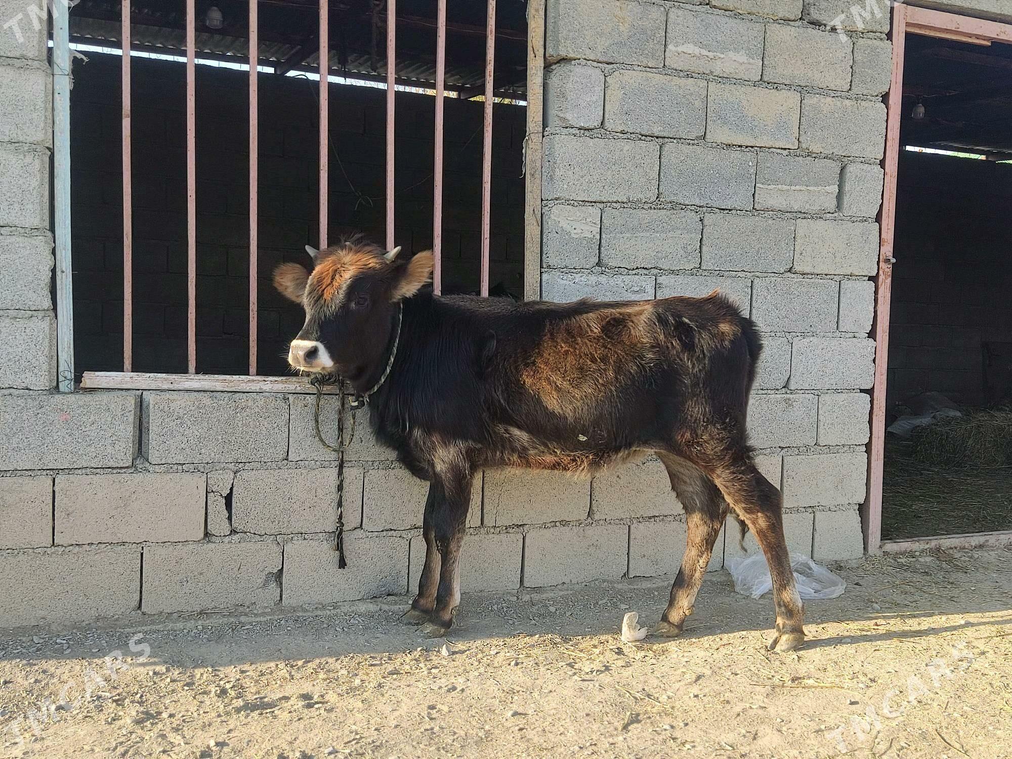 2 okuz 2 tuwe - Гёкдепе - img 8