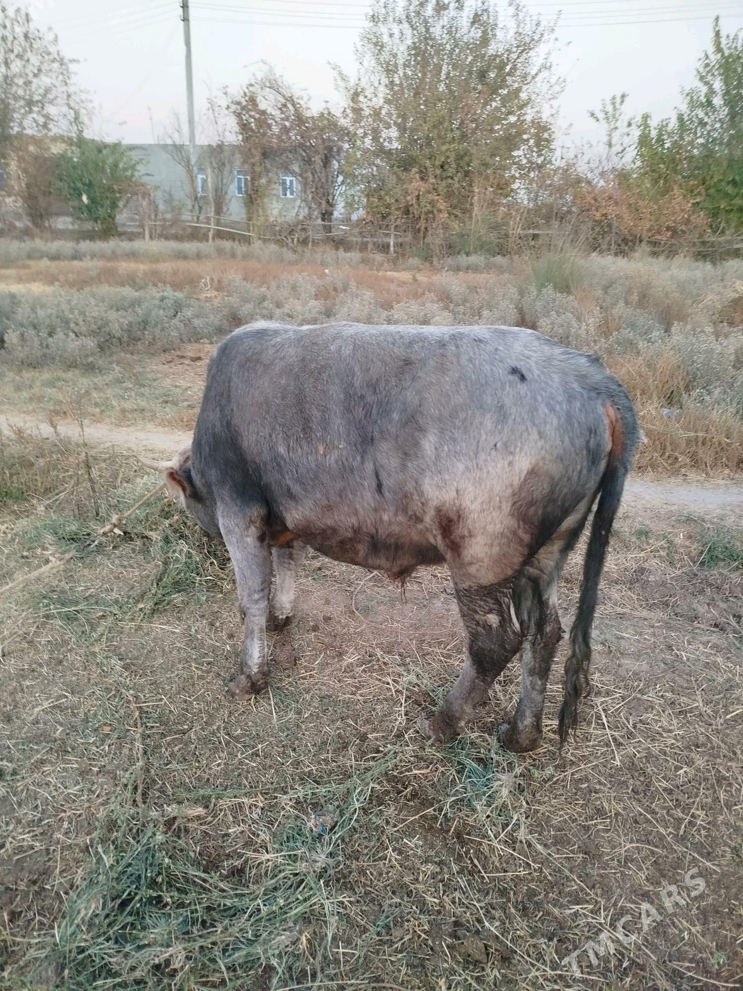 bomba okuz - Фарап - img 2