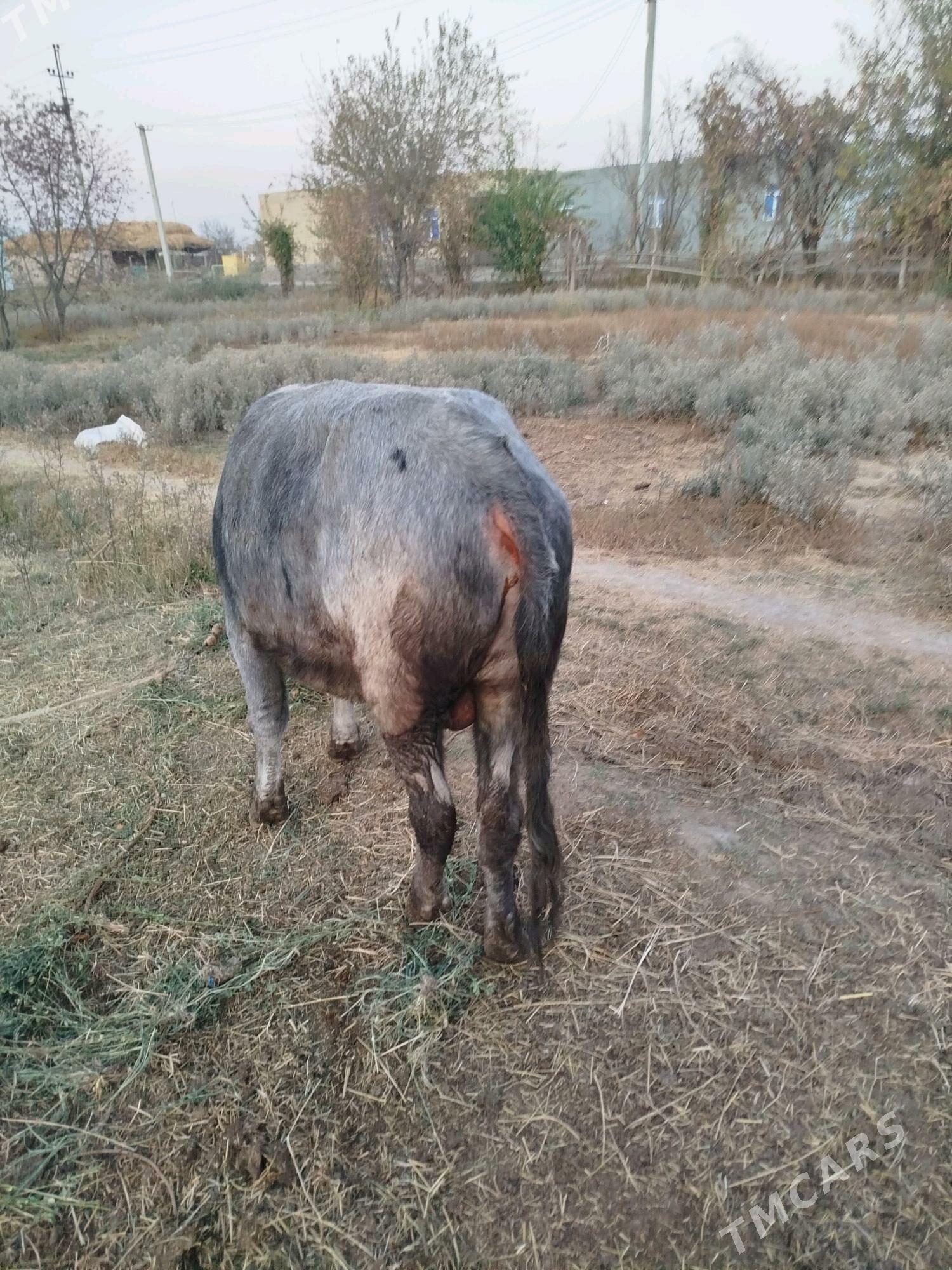 bomba okuz - Фарап - img 3