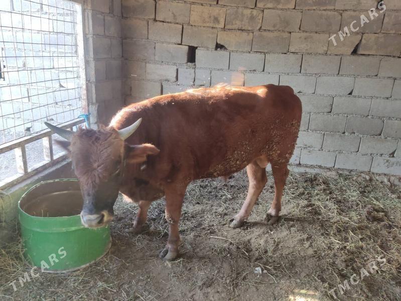 2 okuz - Gökdepe - img 4