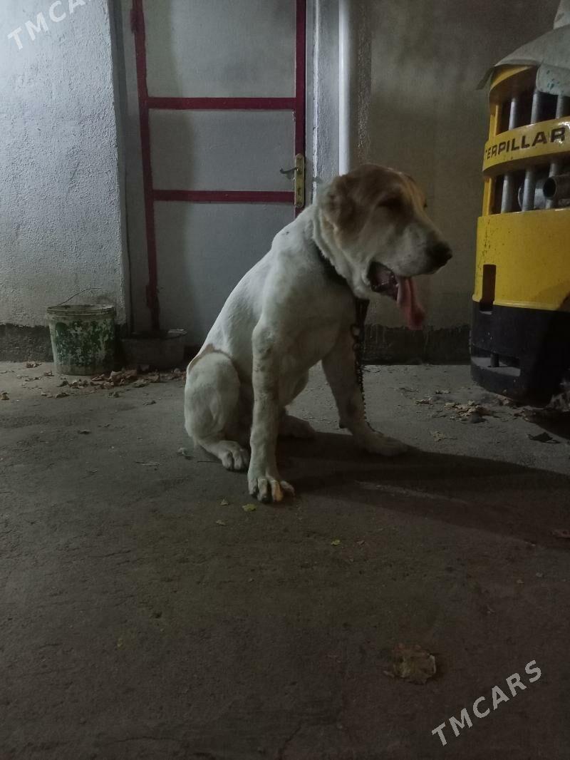 Alabay gujuk it - Ашхабад - img 3