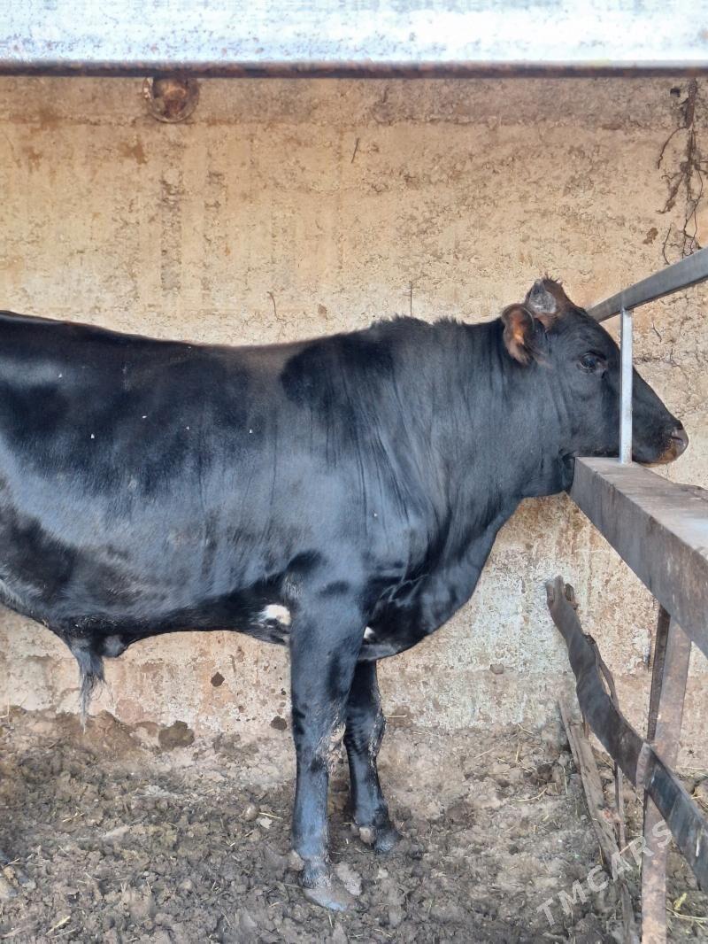 Okuz - Büzmeýin - img 3