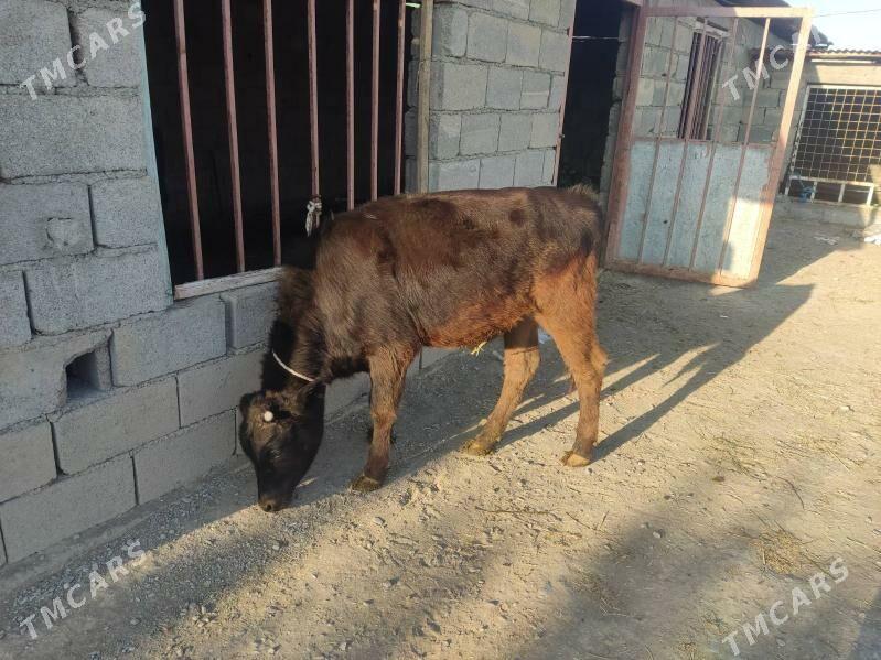 2 okuz - Gökdepe - img 7