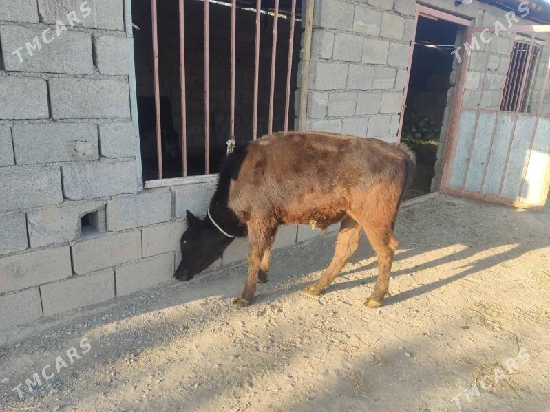 2 okuz - Gökdepe - img 6