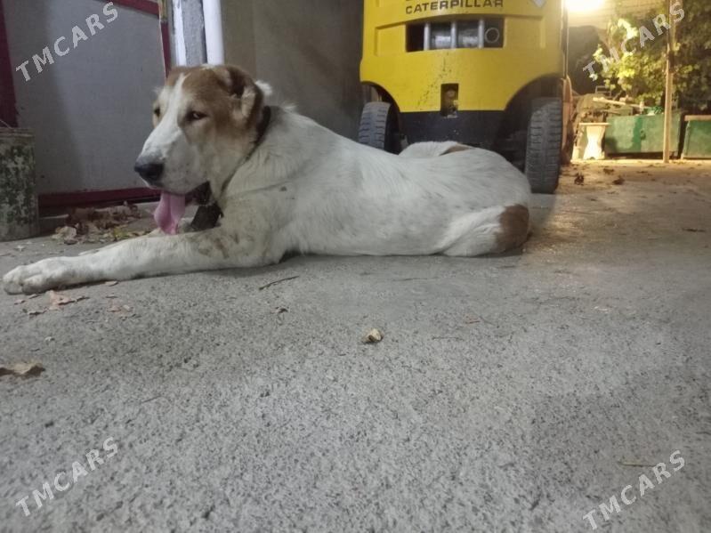 Alabay gujuk it - Ашхабад - img 4